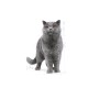 Royal Canin FBN British Shorthair Adult - dry cat food - 10kg