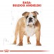 ROYAL CANIN Bulldog Adult - dry dog food - 12 kg