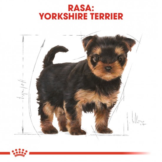 ROYAL CANIN Yorkshire Terrier Puppy - dry dog food - 1,5 kg