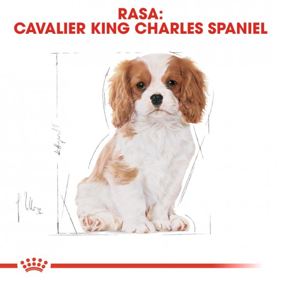 Royal Canin BHN Cavalier King Charles Spaniel Puppy - dry puppy food - 1.5kg