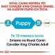 Royal Canin BHN Cavalier King Charles Spaniel Puppy - dry puppy food - 1.5kg