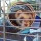 FERPLAST Furet Tower - Cage