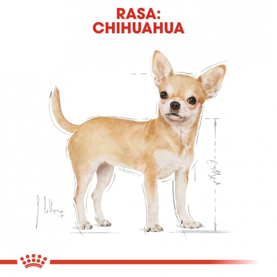 ROYAL CANIN Chihuahua - pack 12x85g