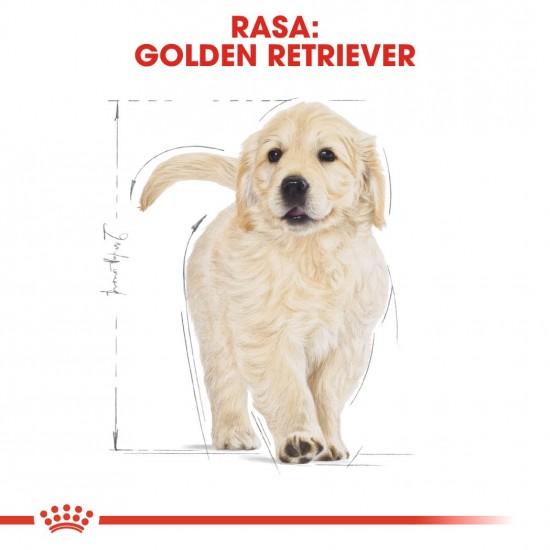 ROYAL CANIN Golden Retriever Puppy - dry dog food - 12 kg