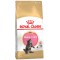 ROYAL CANIN Maine Coon Kitten - dry cat food - 2 kg