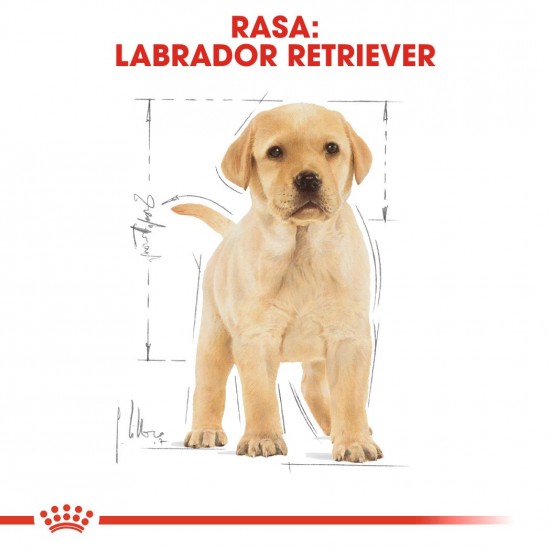 ROYAL CANIN BHN Labrador Retriever Puppy - dry puppy food - 3kg